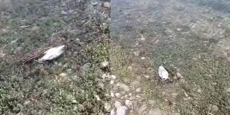 Martı ölümlerinin nedeni ortaya çıktı