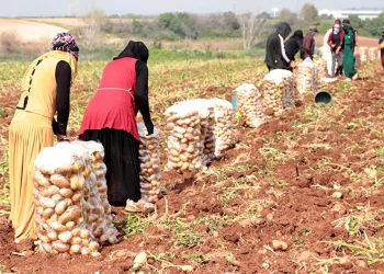 Adana’da turfanda patates hasadı başladı