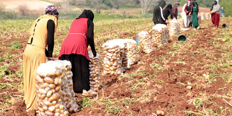 Adana’da turfanda patates hasadı başladı
