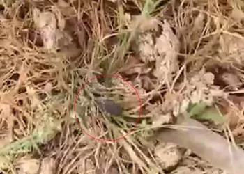 Tokat’ta kene istilası