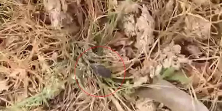 Tokat’ta kene istilası