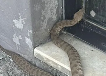 Isırığı bir insanı öldürmeye yetiyor