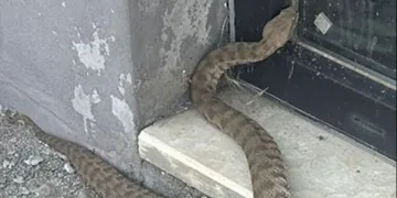 Isırığı bir insanı öldürmeye yetiyor