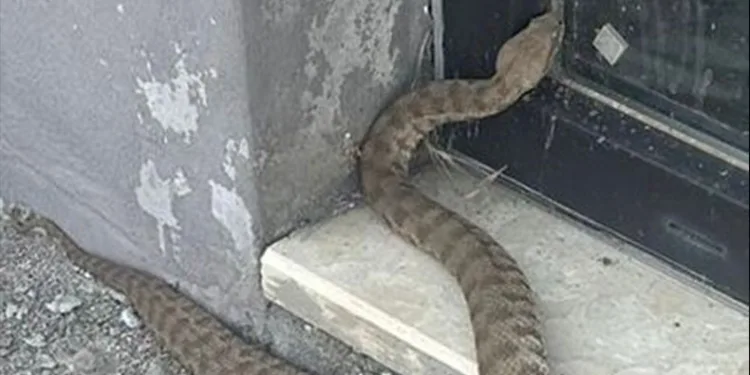 Isırığı bir insanı öldürmeye yetiyor