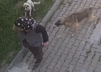 Başıboş köpek dehşeti, kadın tanınmaz hale geldi