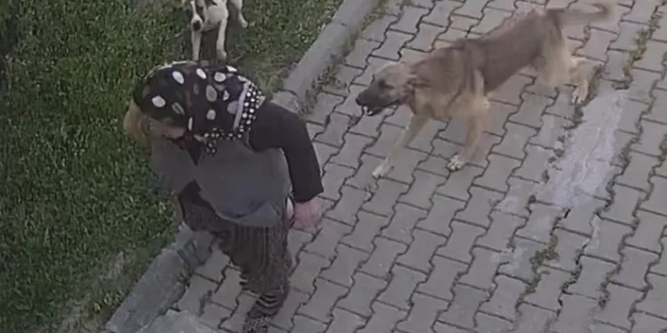 Başıboş köpek dehşeti, kadın tanınmaz hale geldi