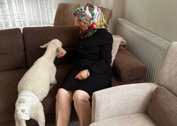 Evlerine aldıkları kuzuya bebek gibi bakıyorlar