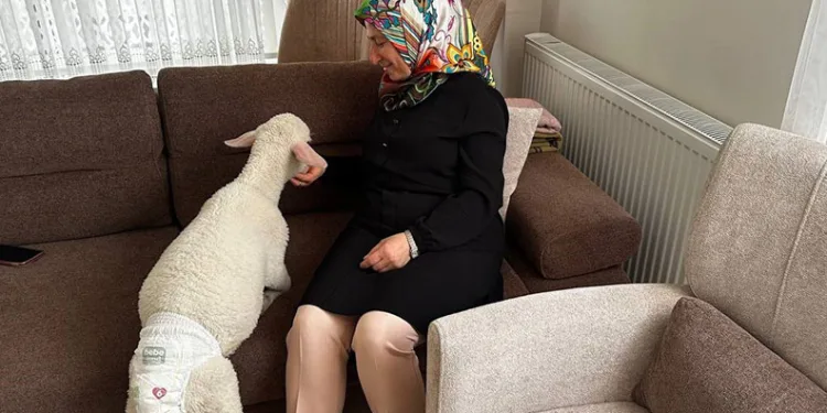 Evlerine aldıkları kuzuya bebek gibi bakıyorlar