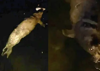 Mudanya’da denizde fok balığı görüldü
