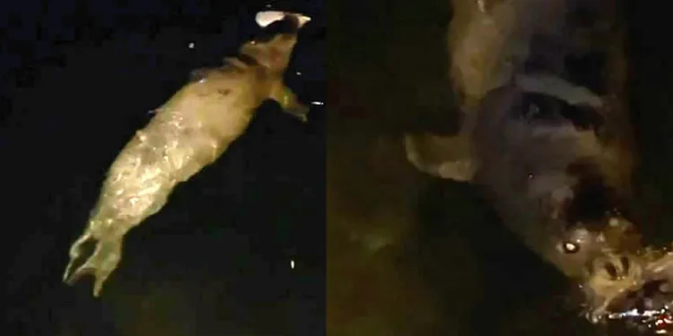 Mudanya’da denizde fok balığı görüldü