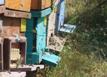 Mersin'de 'Narenciye Balı Hasat Şenliği' düzenlendi