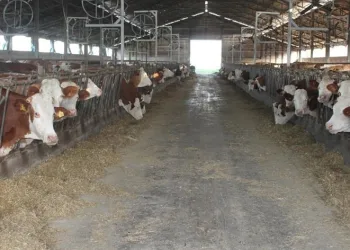 Buzağı destekleme ödemeleri başladı