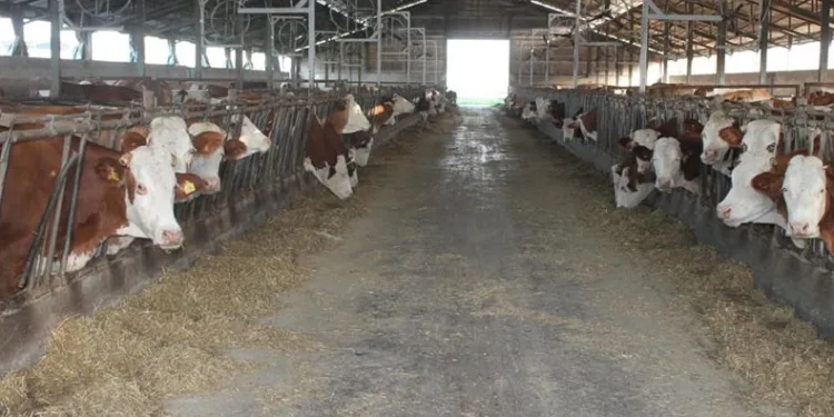 Buzağı destekleme ödemeleri başladı