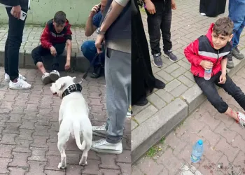 Başıboş bir köpek 12 yaşındaki çocuğu ısırdı
