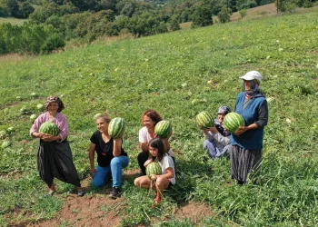 Üreticilere karpuz tohumu desteği