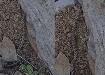 Zehirli kocabaş yılanı görüntülendi
