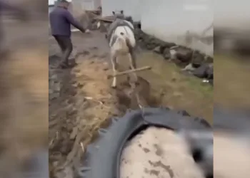 Ata eziyet eden kişilere ceza kesildi