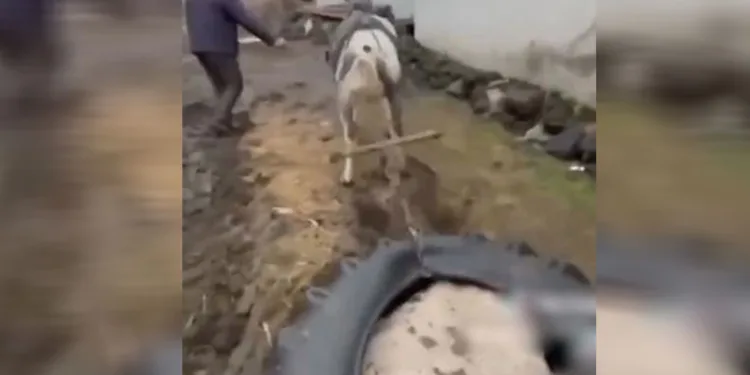 Ata eziyet eden kişilere ceza kesildi