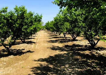 Hasada gün sayan erik üreticisini fırtına vurdu