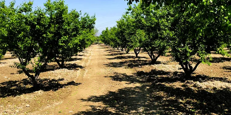 Hasada gün sayan erik üreticisini fırtına vurdu