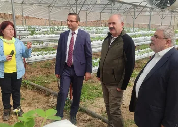 Kadınlar modern serada üretime başladı