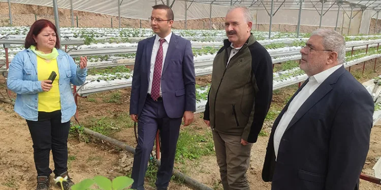 Kadınlar modern serada üretime başladı