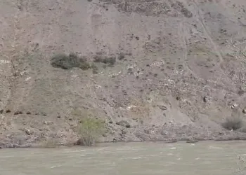Elazığ’da domuz sürüsü görüntülendi