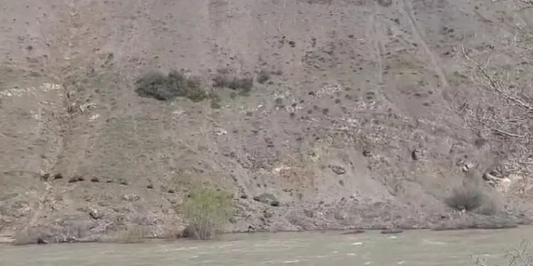 Elazığ’da domuz sürüsü görüntülendi