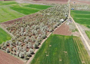 Vişne bahçesi çiçek tarlasına dönüştü