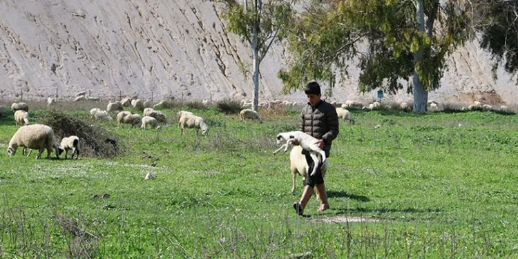 Genç çoban sevdiği koyunlardan kopamıyor