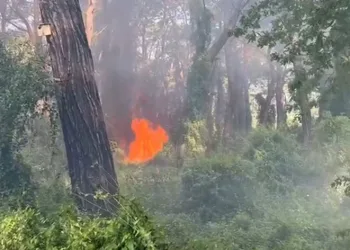 Manavgat’ta çamlık alanda yangın