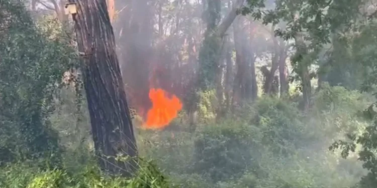 Manavgat’ta çamlık alanda yangın