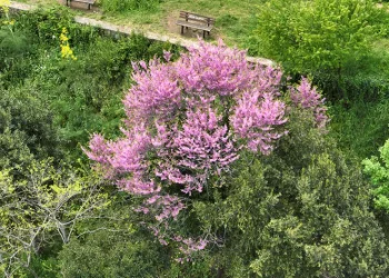 İstanbul’u erguvan ağaçları süsledi