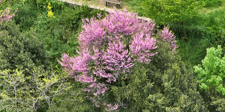 İstanbul’u erguvan ağaçları süsledi