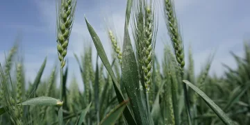 Son yağışlar çiftçinin endişelerini ortadan kaldırdı