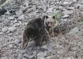 Bozayı araziye indi