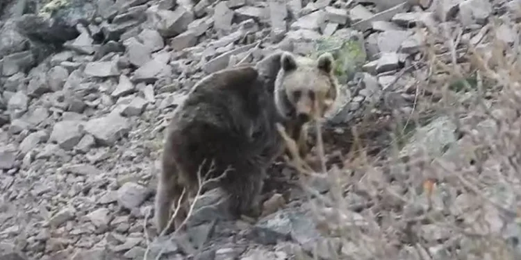 Bozayı araziye indi