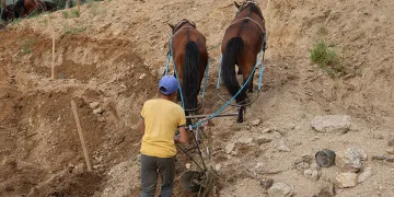 Aydın inciri için zorlu mesai başladı