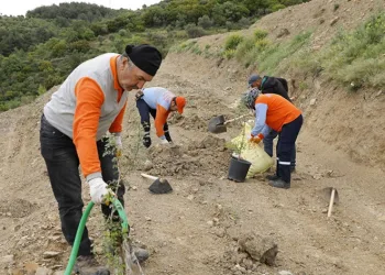 Sakız ağacı fidanları toprakla buluştu