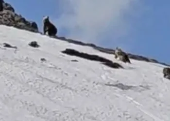 Bingöl’de ayılar karla kaplı tepede görüntülendi