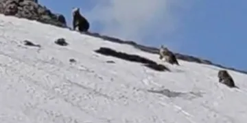 Bingöl’de ayılar karla kaplı tepede görüntülendi