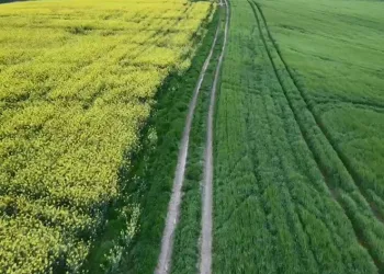 Tekirdağ’da sarı bahar