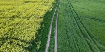 Tekirdağ’da sarı bahar