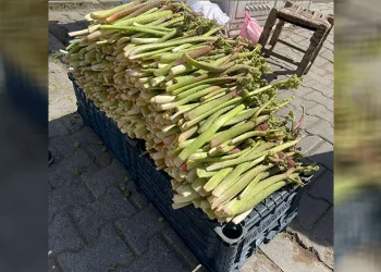 Uçkun tezgahlardaki yerini aldı