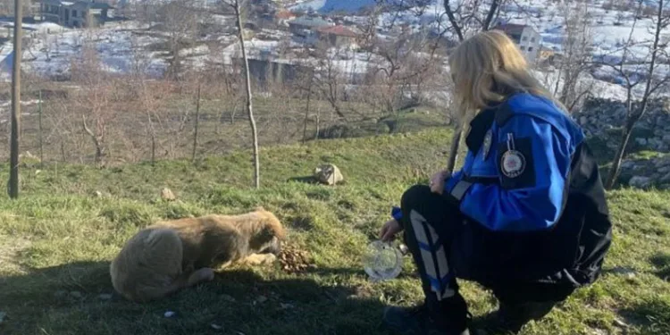 Emniyet personeli can dostları besledi