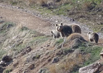 Ayı ve yılanlar kış uykusundan uyandı
