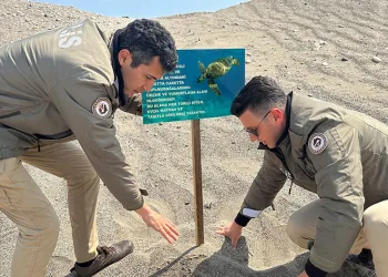 Carettaların üreme alanlarına uyarı levhaları asıldı