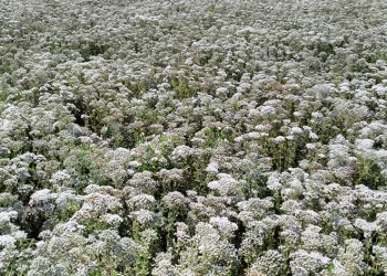 Dünyanın kekik ihtiyacı Denizli’den karşılanıyor