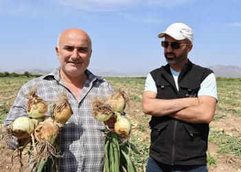 Soğan tarlada üreticinin yüzünü güldürdü
