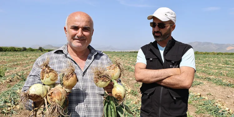 Soğan tarlada üreticinin yüzünü güldürdü